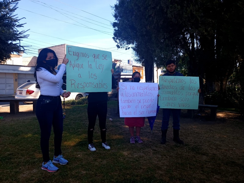 Ya hay denuncia puesta en la PNC por el envenenamiento de tres perros en Xela