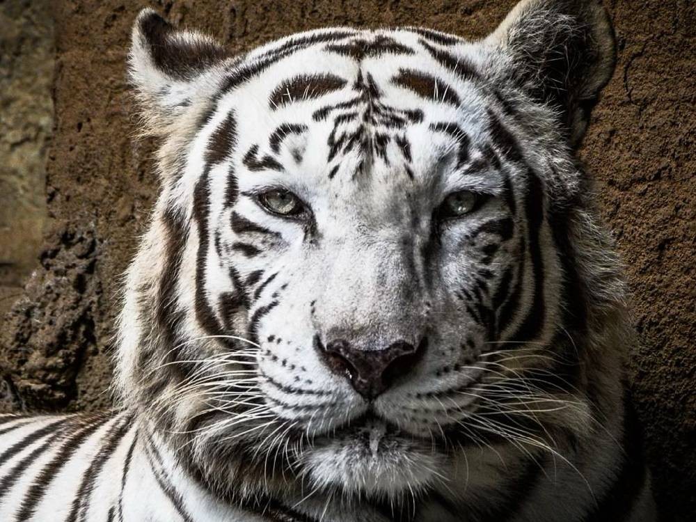 Zoológico La Aurora confirma el fallecmieto de Romina, hembra de tigre de Bengala 