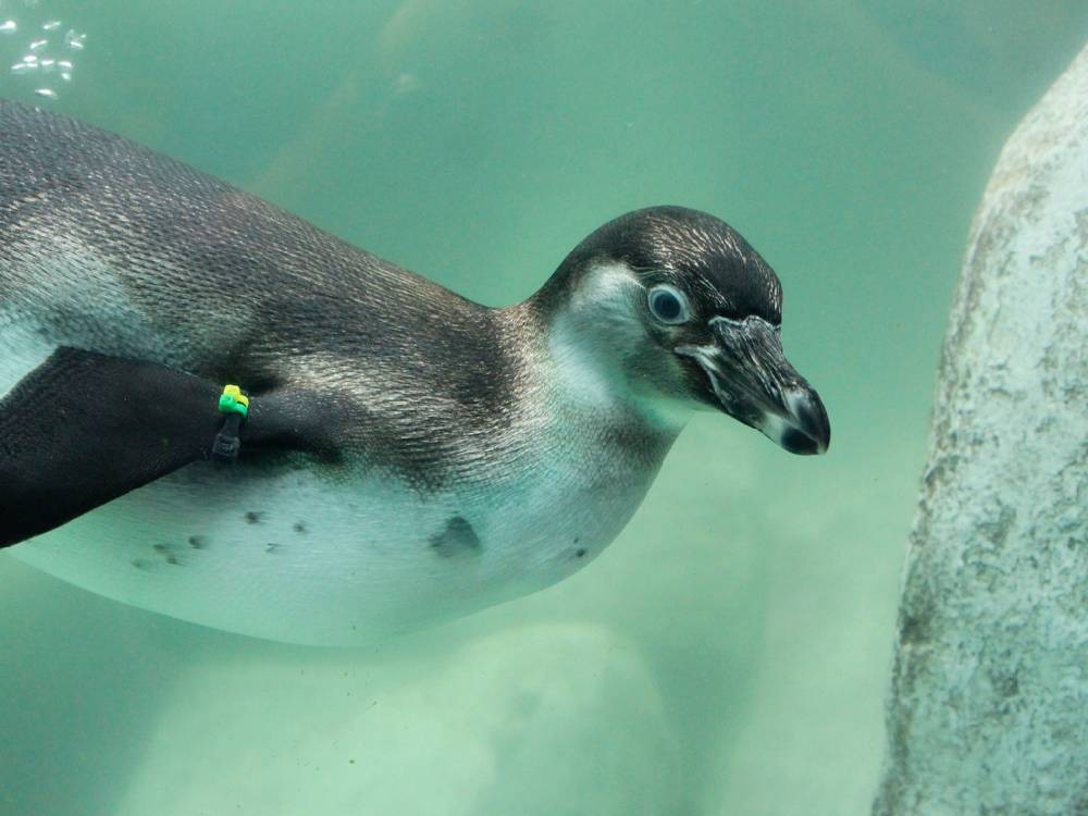 Zoológico La Aurora presenta a Jorge y Carlos, dos nuevos pingüinos de Humboldt nacidos en Guatemala