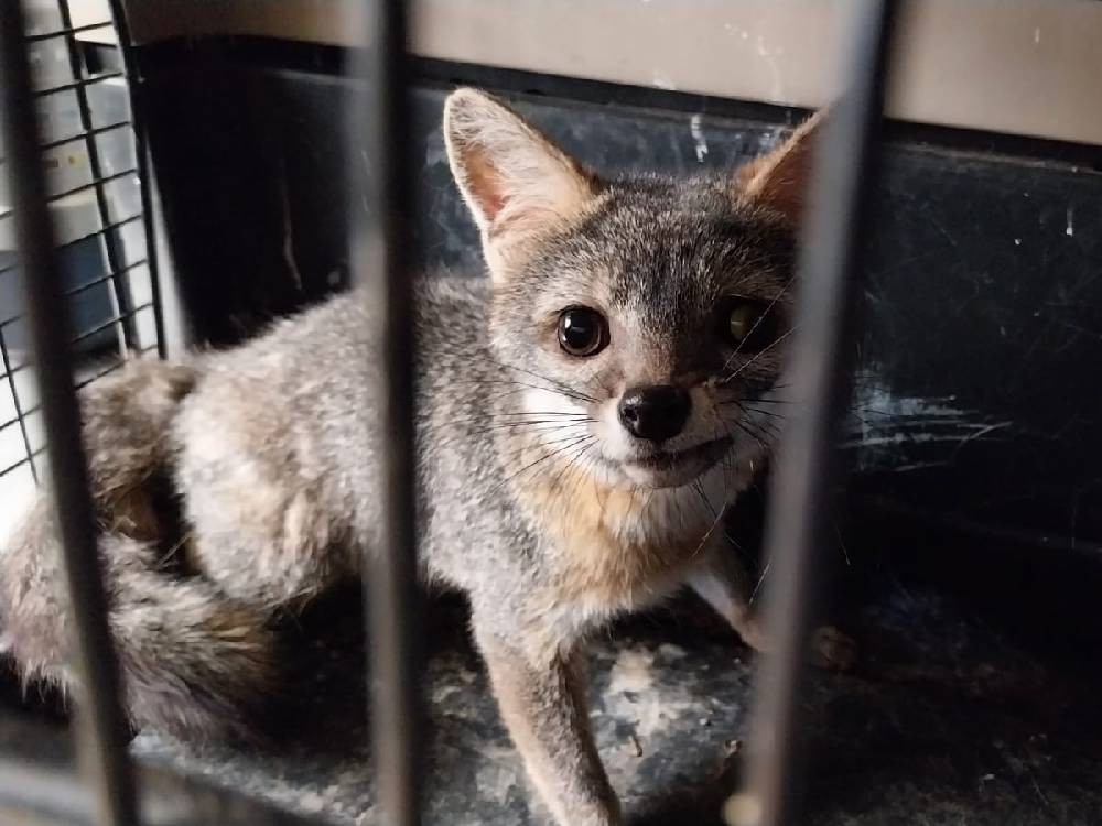 Zorro gris, que estaba en cautiverio en Xela, es rescatado y liberado en su hábitat natural 